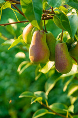 Pears grow in the garden. Selective focus.