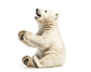 A Chubby Polar Bear Cub Sitting on Its Haunches with Playful Paws and Open Mouth on White Background