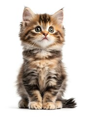 Fototapeta premium Chubby Cheeked Fluffy Kitten Sitting with Curious Expression on White Background