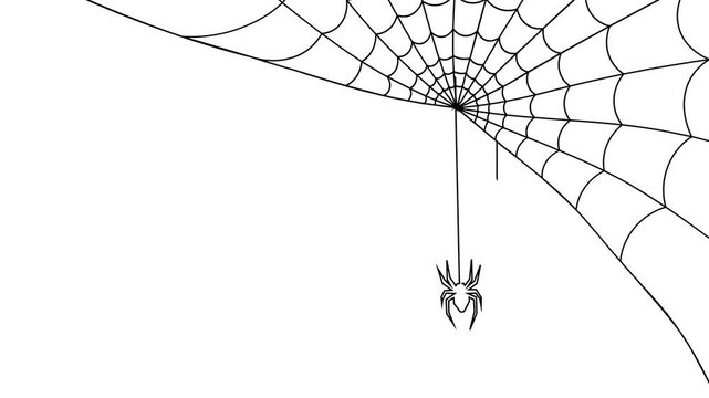 Spider Web Animation on white Background. Sways in the wind Slowly. The Spider insect up and Down on Cobweb in Corner.