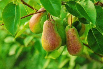Pears grow in the garden. Selective focus.