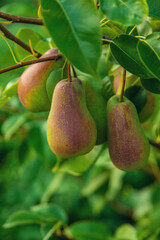 Pears grow in the garden. Selective focus.