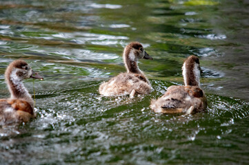 Küken-Trio auf dem Teich