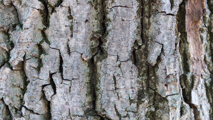 Close-up of the texture of the trunk of a old tree