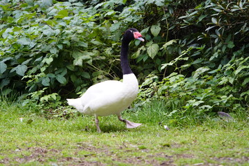The black-necked swan (Cygnus melancoryphus) is a species of waterfowl in the tribe Cygnini of the subfamily Anserinae. It is found in Argentina, Brazil, Chile, Uruguay, and the Falkland Islands.  