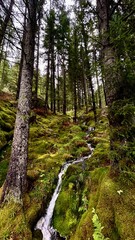 footpath in the woods