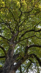 
korona wielkiego kasztanowca
the crown of a large chestnut tree