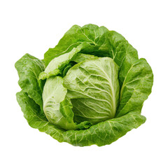 Obraz premium Fresh and vibrant green cabbage with crisp leaves showcased against a black background for culinary inspiration and healthy eating ideas on transparent background