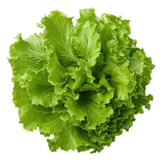Fresh and crisp green lettuce the essential ingredient for healthy salads and gourmet dishes on transparent background