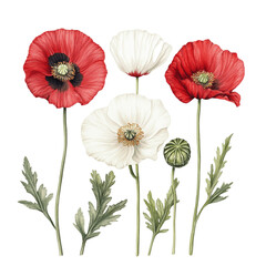 Obraz premium botanical illustration of opium poppies on white background