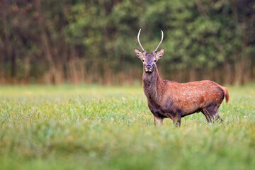Fototapeta premium Red deer in the wild