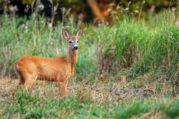 Young buck deer in the forest in the wild