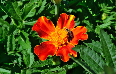 a honey bee is on an orange flower among green grass macro wallpaper