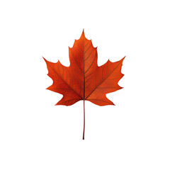 Obraz premium A vibrant red maple leaf isolated on a white background, showcasing its intricate details and natural beauty. isolated on transparent background.