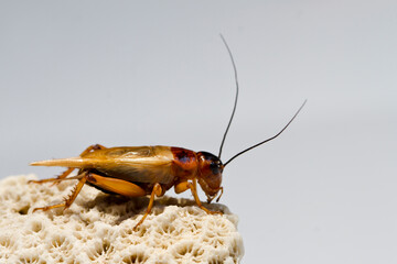 Close up red cricket on a white background.