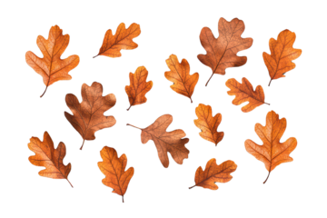 Collection of vibrant autumn oak leaves on a white isolated background. isolated on transparent background.