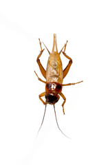 Close up red cricket on a white background.