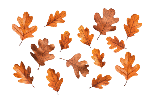 Collection of vibrant autumn oak leaves on a white isolated background. isolated on transparent background.