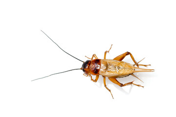 Close up red cricket on a white background.