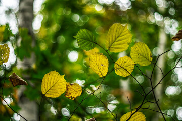 Autumn background. Beginning of autumn. Yellow leaves on a blurred background with bokeh effect. Artistic photo.