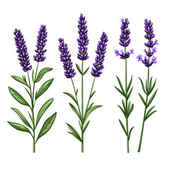Fototapeta premium Various lavender flowers arranged with green leaves, isolated on a white background. isolated on transparent background.