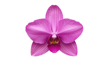 Vibrant pink orchid flower on a white isolated background. isolated on transparent background.