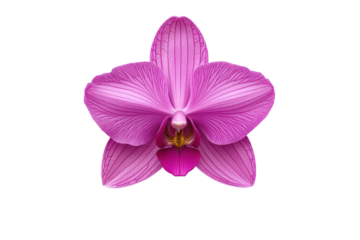Vibrant pink orchid flower on a white isolated background. isolated on transparent background.