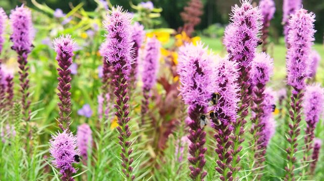 Bumble bees pollinate vibrant purple flowers in a summer garden, showcasing the beauty of nature in slow motion