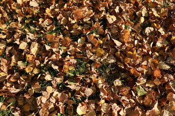 Brown leaves are scattered on the lawn, lit by sunlight. Autumn time. Natural background.