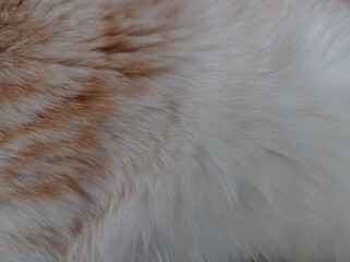 close up of a cat fur