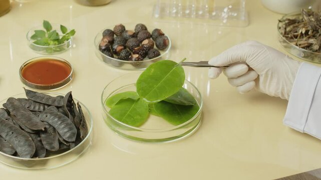 a close-up of a scientist harvesting fresh leaves from a glass petri dish that contains dried herbs, soapberry essential oil, holy basil, soapberry, and soapnut.