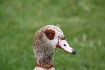 portrait of a duck