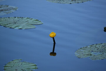 water lily on the lake