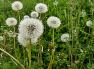 dandelion blowballs or fluffy silver seed heads in the meadows in springtime.