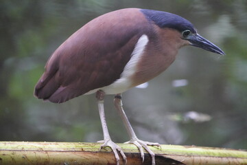 The nankeen night heron (Nycticorax caledonicus) is a heron that belongs to the genus Nycticorax...