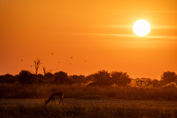 Grazing red lechwe during beautiful orange african sunset in Moremi game reserve, Okavango delta, Botswana, Africa