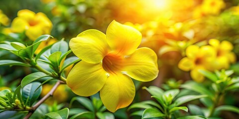 Forced perspective view of vibrant yellow allamanda flower in garden
