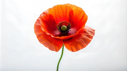 Fototapeta premium A bright poppy flower on a white background, featuring its vibrant red petals and unique shape.