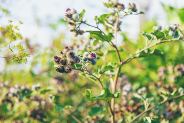 Burdocks growing in the field. Selective focus.