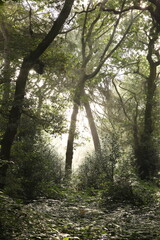 Obraz premium Misty light between the trees in a woodland 