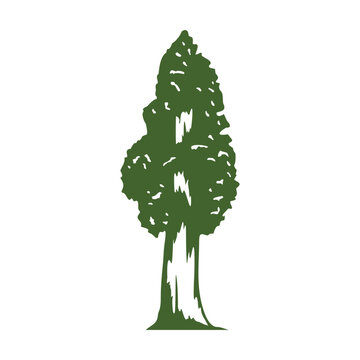 Tree Illustration
