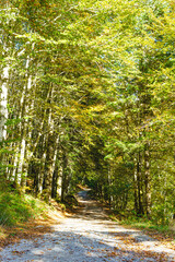Obraz premium Sun shining through the trees on a path in an autumn beech forest. Irati forest, Navarra, Spain. tourist place very appreciated for its diversity declared world heritage site.