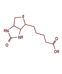 chemical structure of or Vitamin B7 or biotin illustration