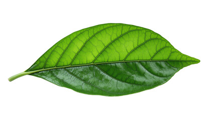 Obraz premium Fresh Green Leaf with Detailed Veins and Texture Characteristics