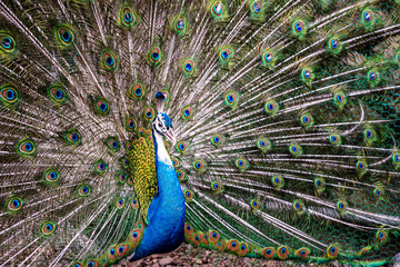 Naklejka premium 羽を開いた美しい孔雀 / Beautiful peacock with open wings