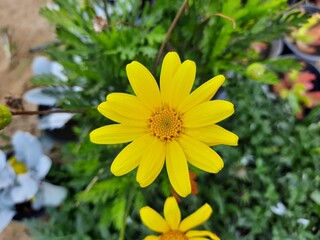 yellow flowers in the garden