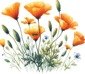 Obraz premium Watercolor Poppy Flowers in Bloom – Yellow Vector Art