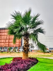 palm trees in the park