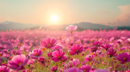 Fototapeta premium Pink Cosmos Flowers Field at Sunset - Beautiful Nature Photography