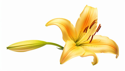 A lily elevation side view isolated